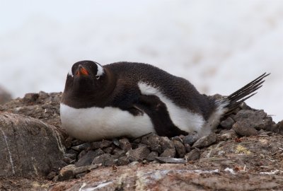Gentoo Penguin, nesting, Jougla Point Antarctica II