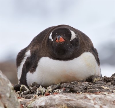 Gentoo Penguin, nesting, Jougla Point Antarctica III