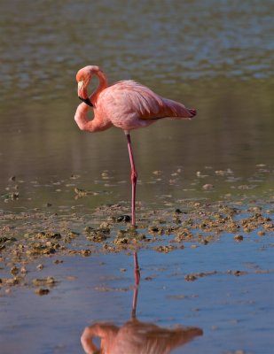 _1 Flamingo.jpg