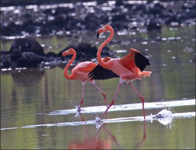 Flamingoes landing