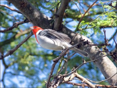 Red-crested Cardinal Maui
