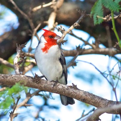 Red-crested Cardinal Maui