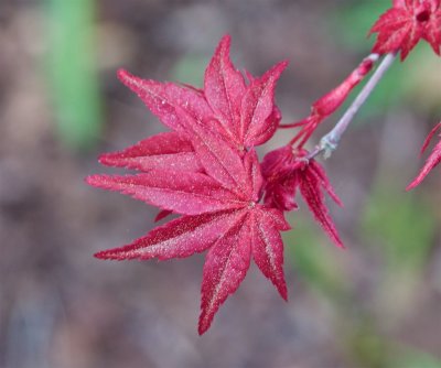 Japanese Maple And Spring Pollen I