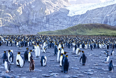 King Penguin Family Reunion II