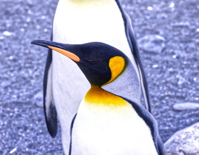 King Penguin