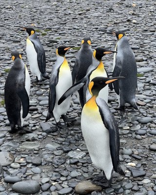 The Gathering, King Penguins