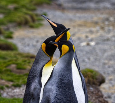 King Penguins Three