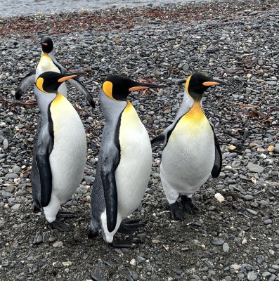 Forward, King Penguins, South Georgia
