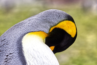 King Penguin Colors II