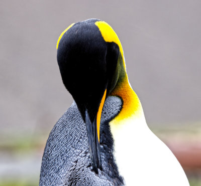 King Penguin Preening