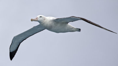 Wandering Albatross (pink cheek).jpeg