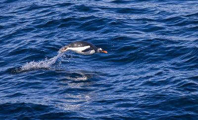 Porpoising Gentoo Penguin 