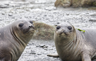 2Elephant Seals Pair.jpeg