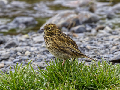 South Georgia Pipit I