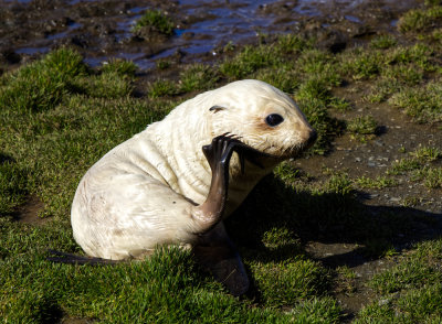Antarctic Fur Seal Blonde.jpeg
