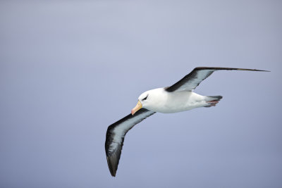 Black Browed Albatross in Flight.jpeg