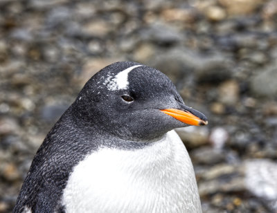 Gentoo  Profile IV