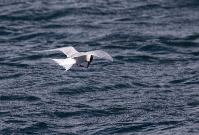 South America Tern, Beagle Channel II