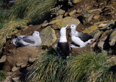 Black-Browed Albatross Juvenile Begging 2.jpg
