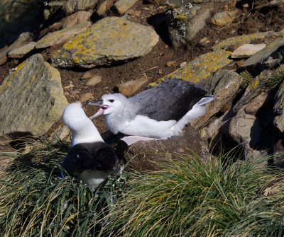 Black-Browed Albatross Juvenile Begging.jpg