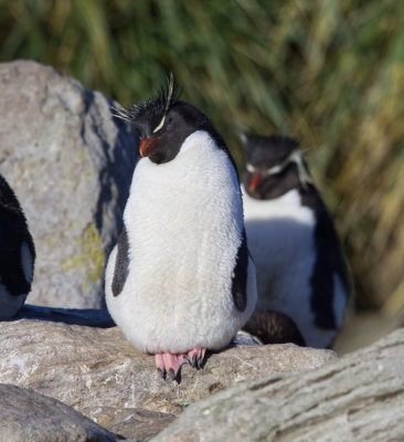 Rockhopper Penguins Falklands