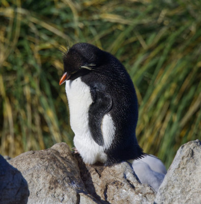 Rockhopper Penguin Falklands