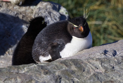 Rockhopper Penguin Falklands