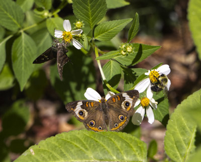 The Gathering, Buckeye, Native Bee and Long-tailed Skipper
