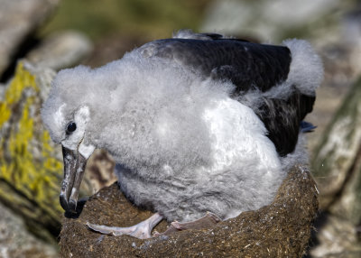Black Browed Albatross Chick Picking at nest