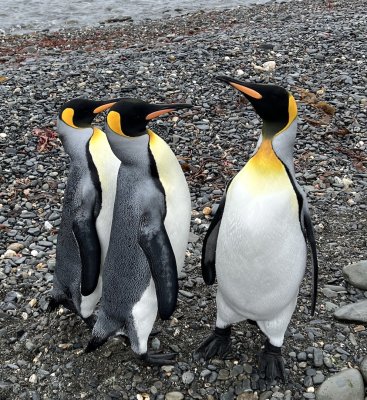 You Do not Say, King Penguins
