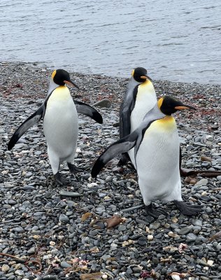 Three King Penguins on a Trek