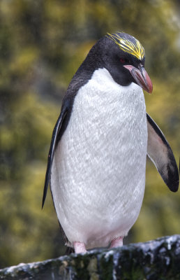 Macaroni Penguin Gaze