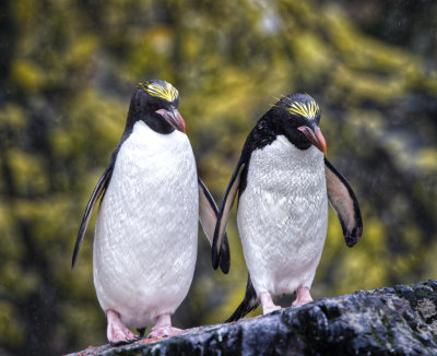 Macaroni Penguin Pair