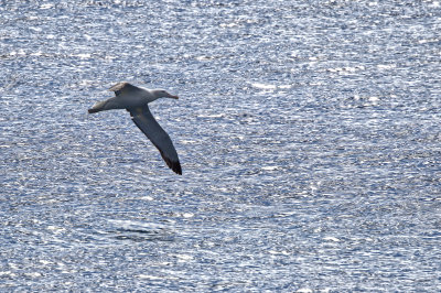 Wandering Albatross over Diamonds