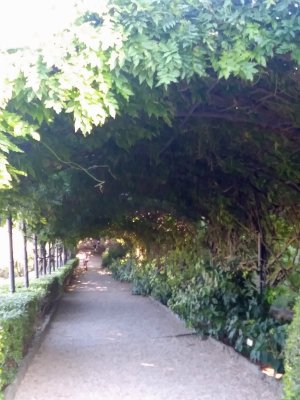 Bardini Gardens Wisteria tunnel