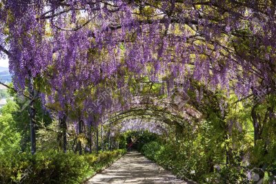 Bardini Gardens Wisteria tunnel when blooming (stolen from web)