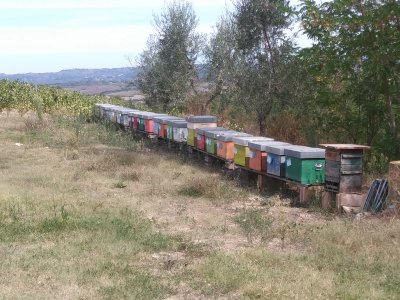 The Fattoria Poggio Alloro- Farm and Vineyard in the Chianti wine region a Bees