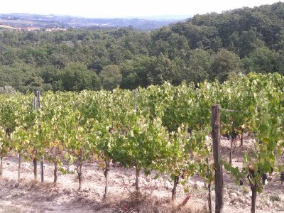 The Fattoria Poggio Alloro- Farm and Vineyard in the Chianti wine region b Grapes