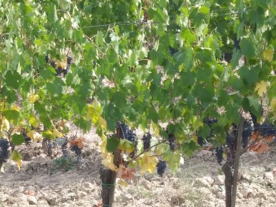 The Fattoria Poggio Alloro- Farm and Vineyard in the Chianti wine region c Grapes