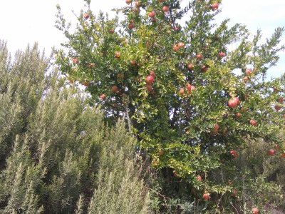 The Fattoria Poggio Alloro- Farm and Vineyard in the Chianti wine region e Pomegranate tree