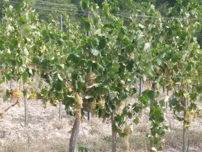 The Fattoria Poggio Alloro- Farm and Vineyard in the Chianti wine region f White Grapes