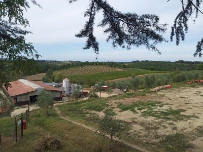 The Fattoria Poggio Alloro- Farm and Vineyard in the Chianti wine region g  Farmhouse