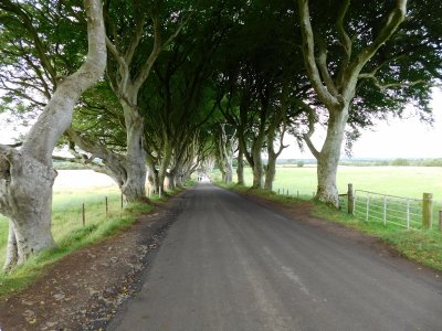 Dark Hedges/GOT King's Road- through which Arya and Gendry escaped Kings Landing