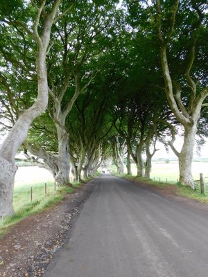 The trees form an atmospheric tunnel that has been used as a location in HBO's popular television series Game of Thrones