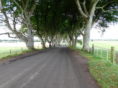 Dark Hedges- Over 150 beech trees were planted along the entrance road to the estate, to create an imposing approach.