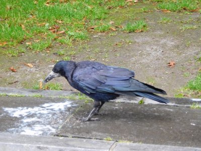 Black bird at Arthur's Quay Park
