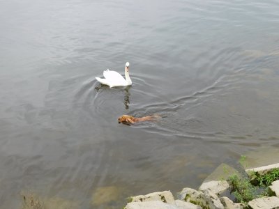 Dog and Duck