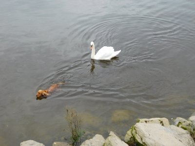 Literally a dog swimming with his duck friends