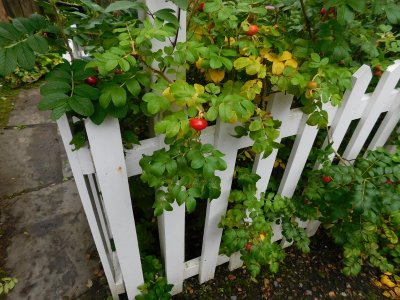 Bunratty Castle & Folk Park