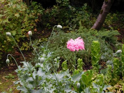 Bunratty Castle & Folk Park